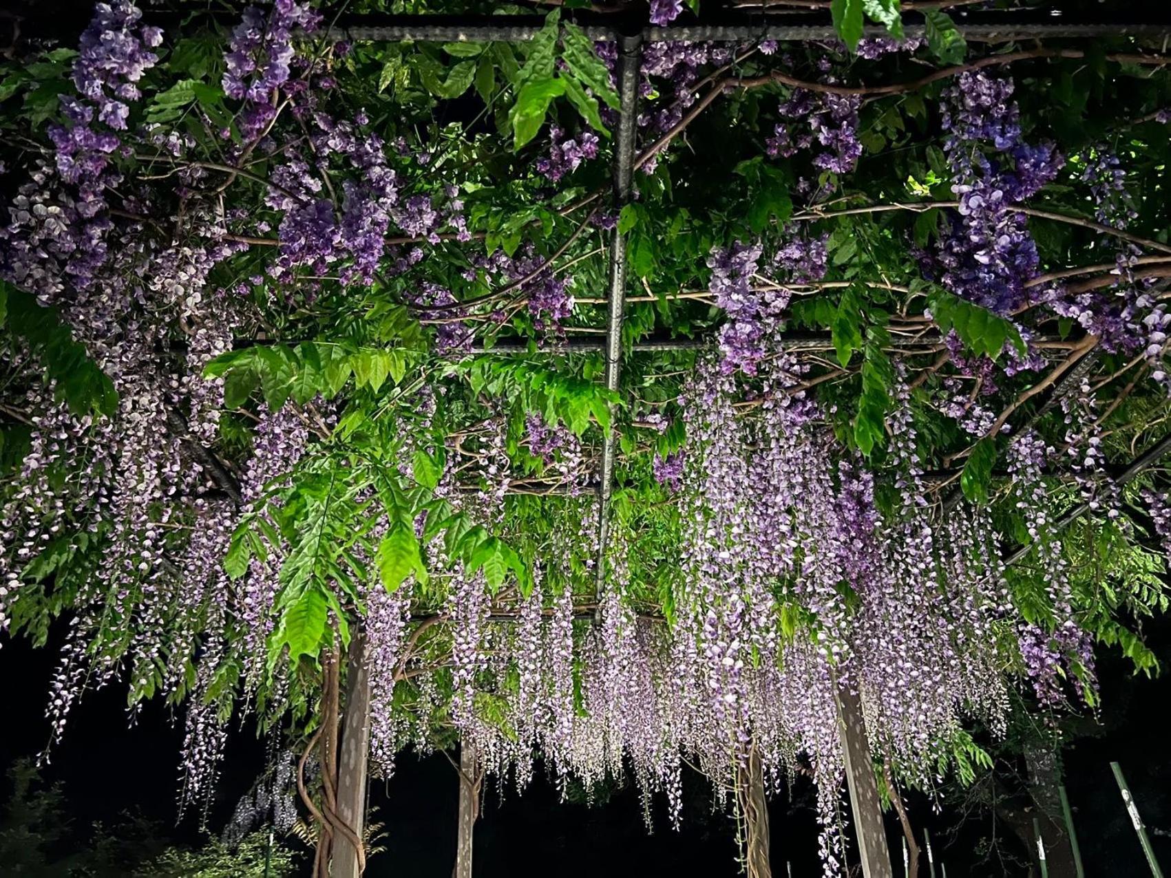 富士河口湖 兰波旅馆酒店 外观 照片